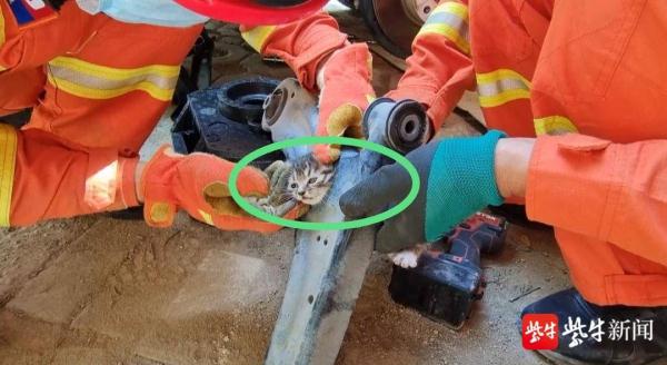 小奶猫头部被卡悬吊车底,别慌,消防正在拆车 小奶猫头部被卡悬吊车底,别慌,消防正在拆车