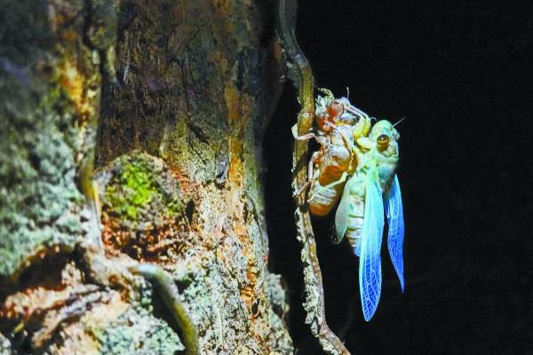 南宁夏夜公园里频现捕蝉人，专家建议慎食“知了”