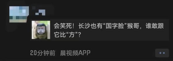 长沙惊现新晋网红！饲养员揭秘：吃着吃着就发腮了...