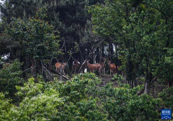杭州临安:生态警务室护航清凉峰生物多样性保护 杭州临安:生态警务室护航清凉峰生物多样性保护