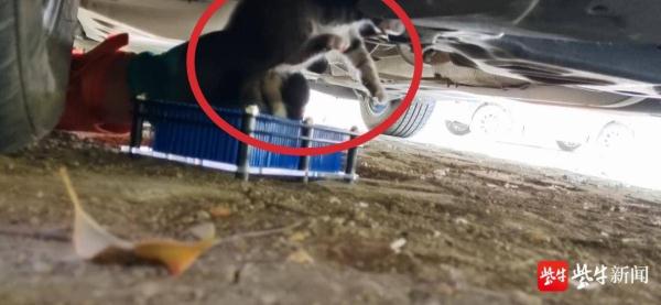 小奶猫头部被卡悬吊车底,别慌,消防正在拆车 小奶猫头部被卡悬吊车底,别慌,消防正在拆车