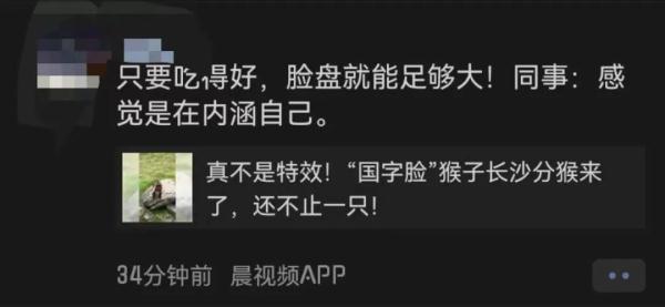 长沙惊现新晋网红！饲养员揭秘：吃着吃着就发腮了...