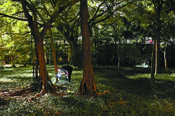 南宁夏夜公园里频现捕蝉人，专家建议慎食“知了”