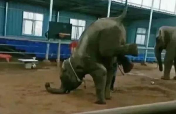 全网拯救的“她”,咋样了? 全网拯救的“她”,咋样了?