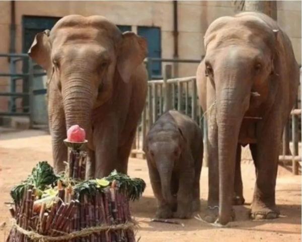 全网拯救的“她”,咋样了? 全网拯救的“她”,咋样了?