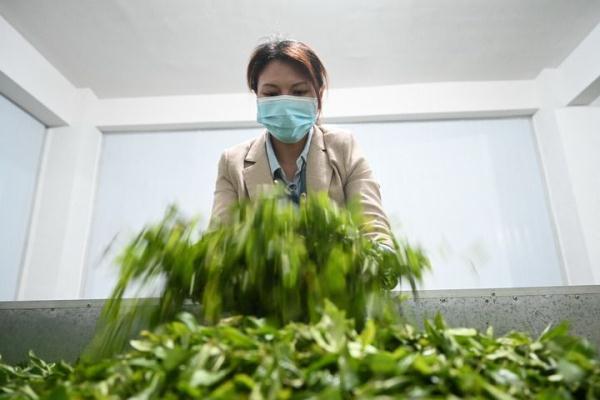 福建光泽：干坑红茶让茶农走上致富路