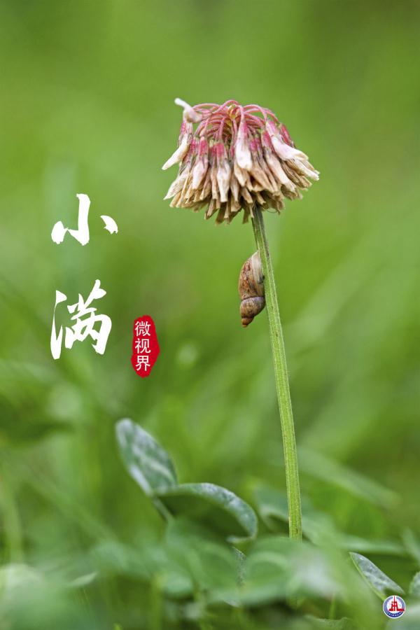小满，刚刚好的美