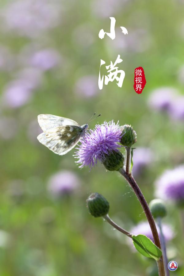 小满，刚刚好的美
