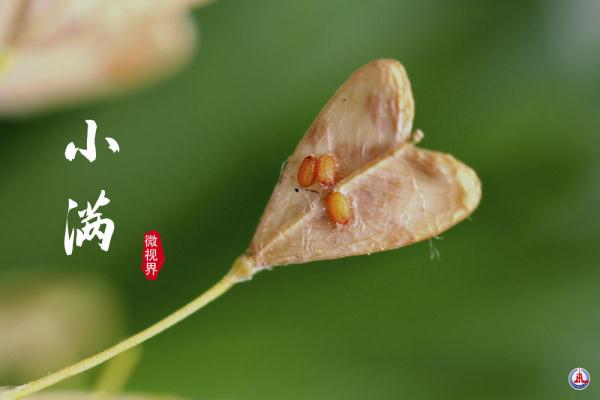 小满，刚刚好的美