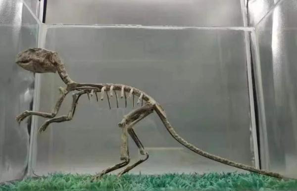 “恐龙”终于回家了！