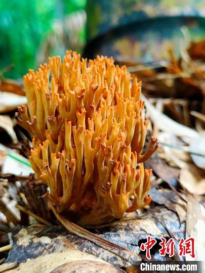 安徽黄山调查发现大型真菌421种