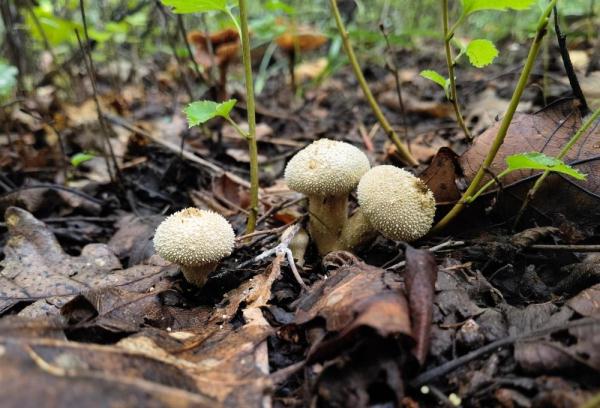 《中国生物物种名录》2022版今日正式在线发布