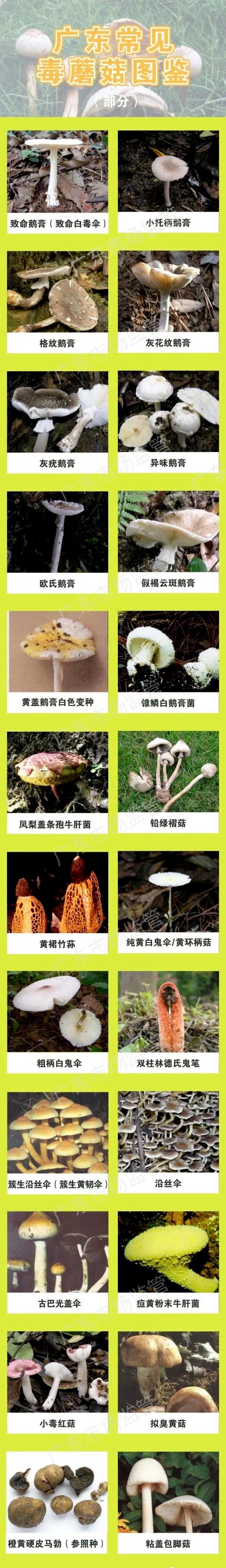 提醒！深圳路边这种常见的果子千万别吃！