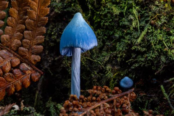 真·&quot;蓝瘦香菇&quot;——来看新西兰的霍氏粉褶菌