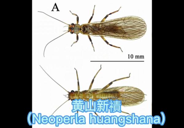 黄山发现12个新物种！