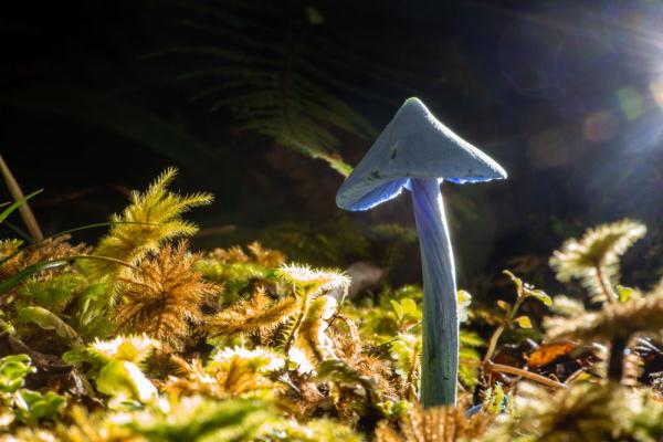 真·&quot;蓝瘦香菇&quot;——来看新西兰的霍氏粉褶菌