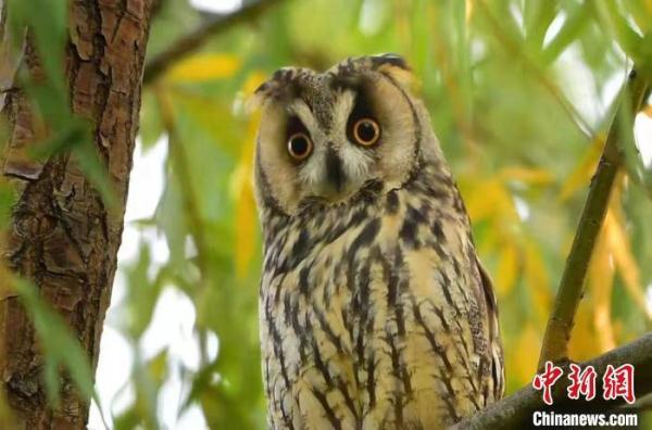 生态都市吸引动物来客 北京筑牢生物多样性“保护网” 生态都市吸引动物来客 北京筑牢生物多样性“保护网”