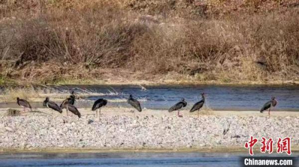 生态都市吸引动物来客 北京筑牢生物多样性“保护网” 生态都市吸引动物来客 北京筑牢生物多样性“保护网”