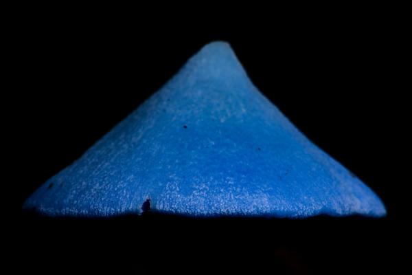 真·&quot;蓝瘦香菇&quot;——来看新西兰的霍氏粉褶菌