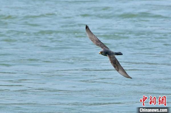 逾百只国家二级保护动物红脚隼过境湖南泸溪