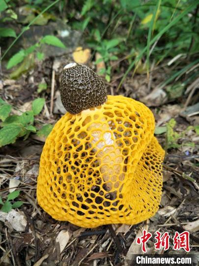 安徽黄山调查发现大型真菌421种