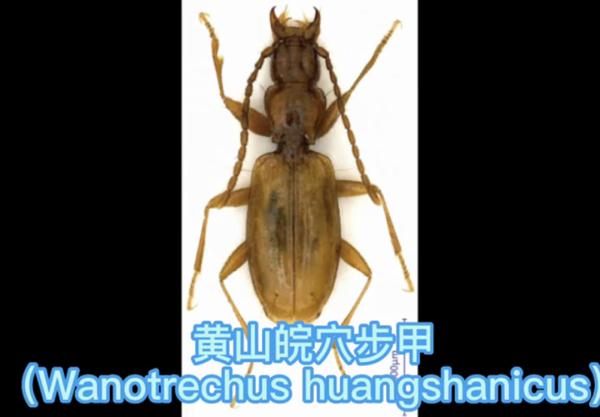 黄山发现12个新物种！