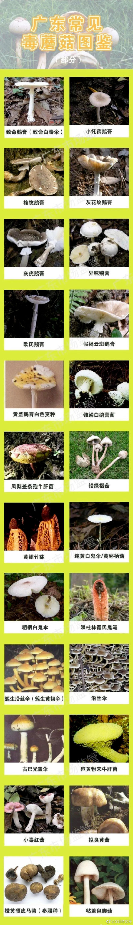 深圳这些常见的东西千万别吃 ，有毒！