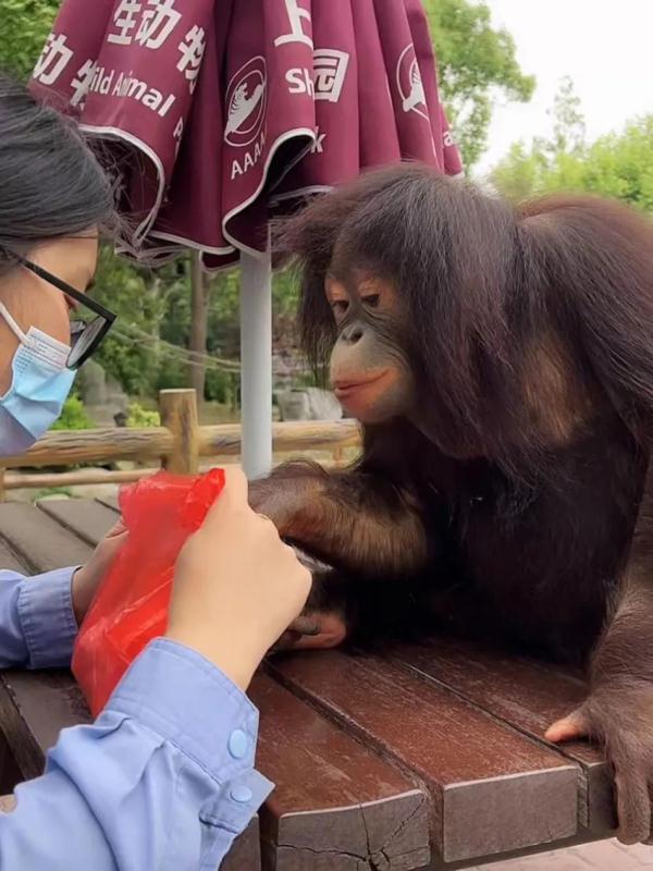 直播间里的动物园 | 300多名工作人员陪伴近万只动物