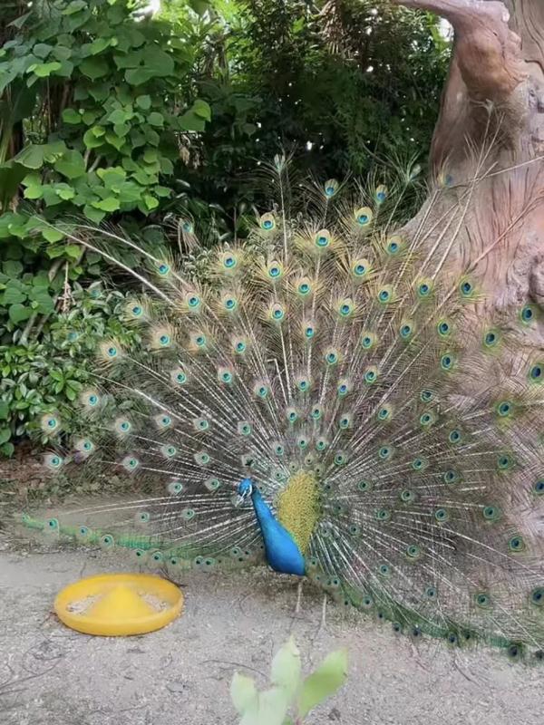 直播间里的动物园 | 300多名工作人员陪伴近万只动物