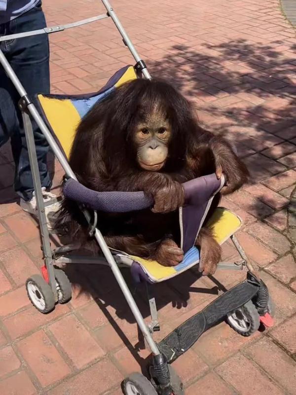 直播间里的动物园 | 300多名工作人员陪伴近万只动物