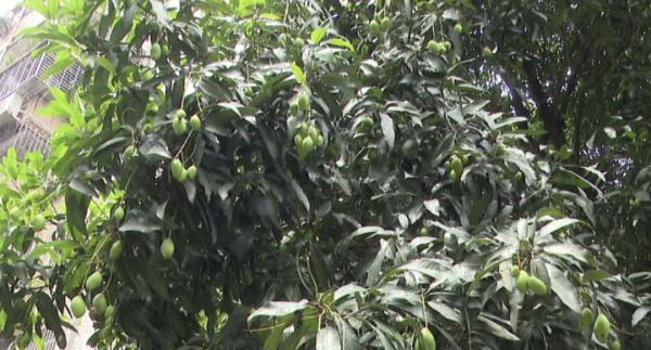 广东街头这种常见的果子,千万别吃! 广东街头这种常见的果子,千万别吃!