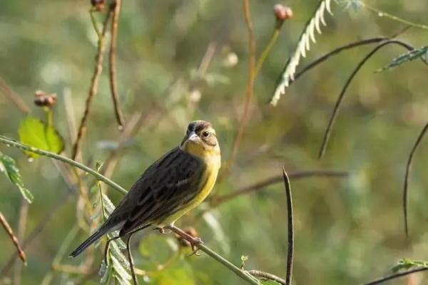 杭州一别墅外，每晚怪叫声不断！屋主：快半个月了…