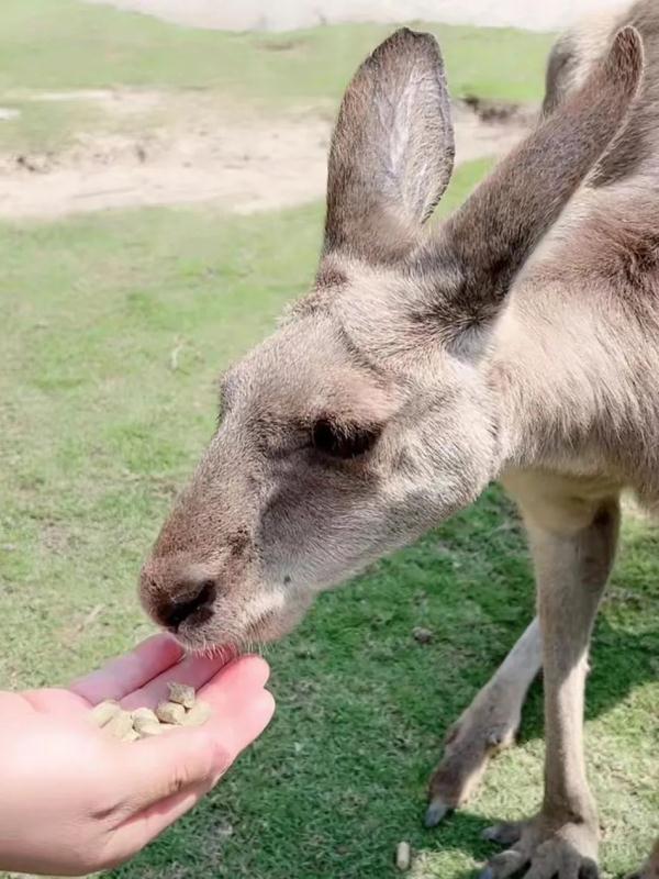 直播间里的动物园 | 300多名工作人员陪伴近万只动物