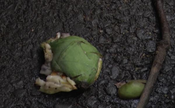 广东街头这种常见的果子,千万别吃! 广东街头这种常见的果子,千万别吃!