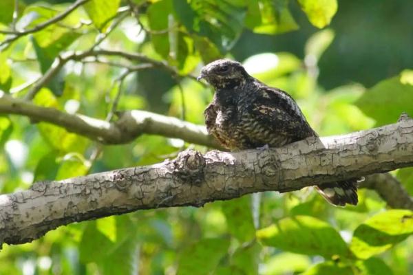 杭州一别墅外，每晚怪叫声不断！屋主：快半个月了…