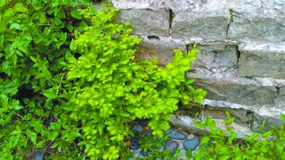 惊现野生水杉群 树龄最大已10岁
