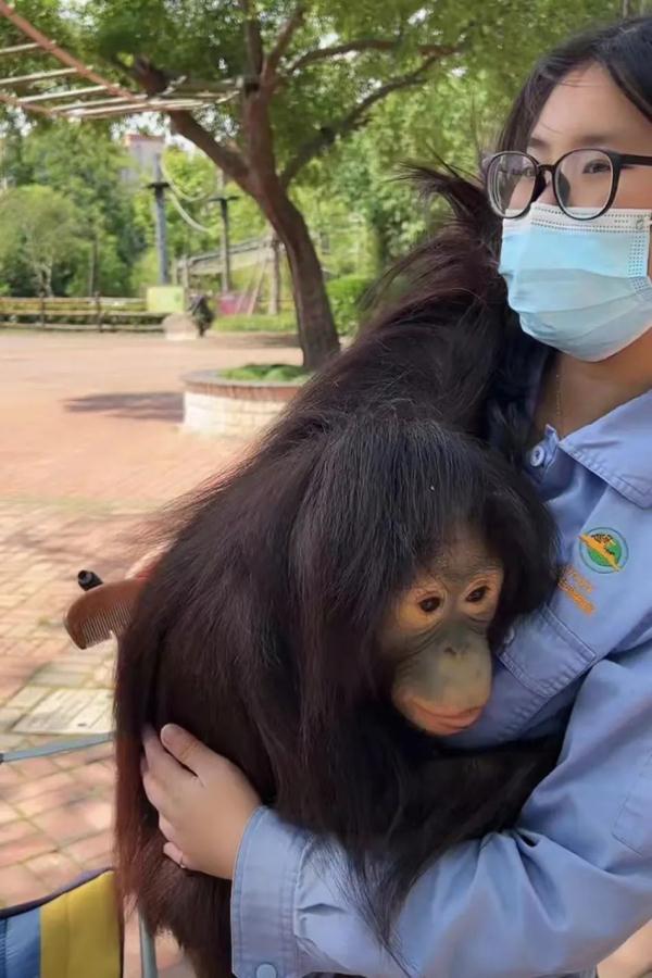 直播间里的动物园 | 300多名工作人员陪伴近万只动物