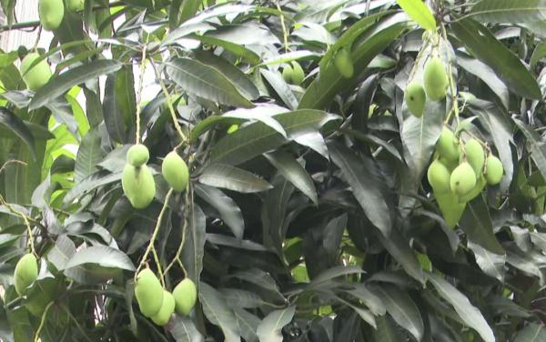 广东街头这种常见的果子,千万别吃! 广东街头这种常见的果子,千万别吃!