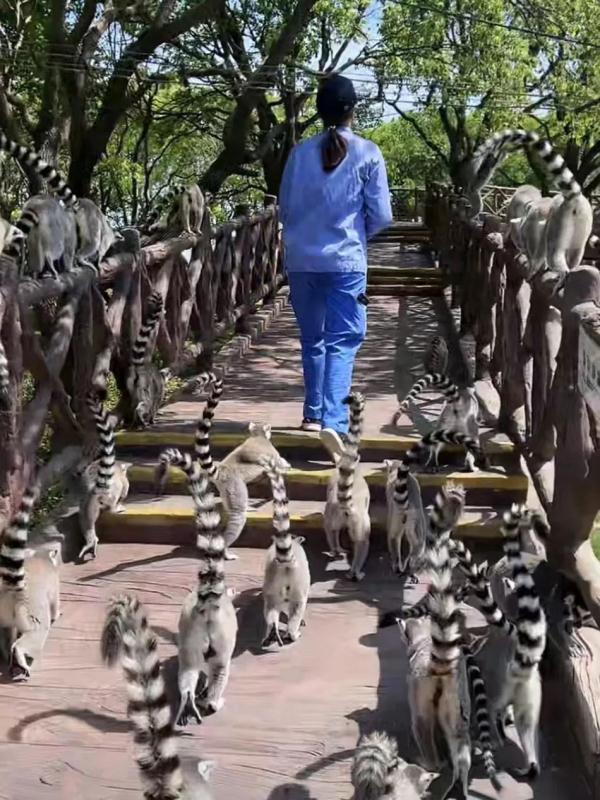 直播间里的动物园 | 300多名工作人员陪伴近万只动物