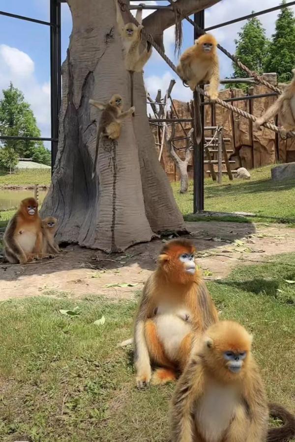 直播间里的动物园 | 300多名工作人员陪伴近万只动物