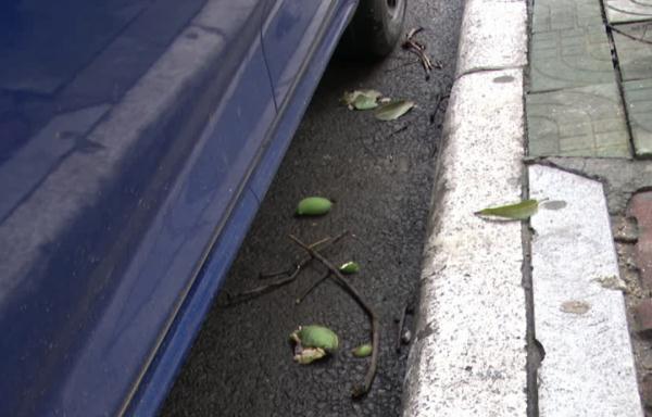 广东街头这种常见的果子,千万别吃! 广东街头这种常见的果子,千万别吃!