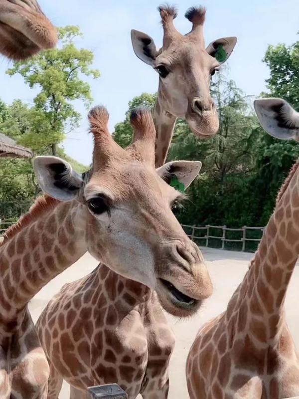 直播间里的动物园 | 300多名工作人员陪伴近万只动物