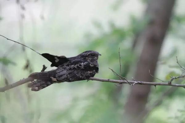 杭州一别墅外，每晚怪叫声不断！屋主：快半个月了…