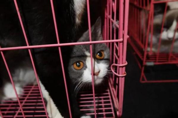 网红猫咖馆关门，猫怎么办？一家烧烤馆“愿意收留”，网友炸了…
