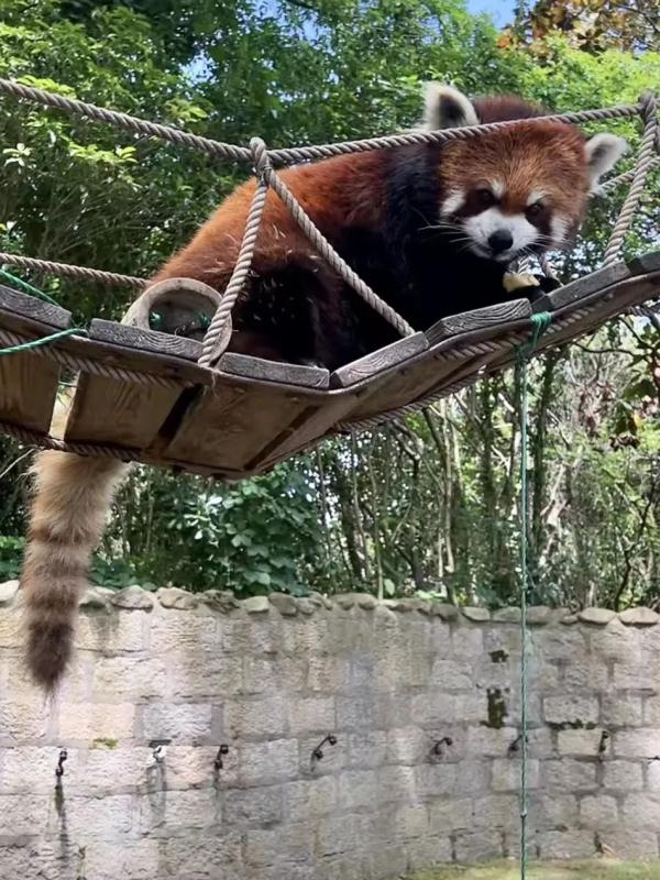 直播间里的动物园 | 300多名工作人员陪伴近万只动物