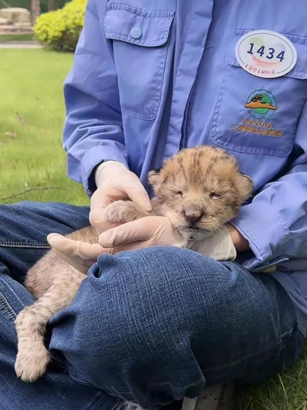 直播间里的动物园 | 300多名工作人员陪伴近万只动物