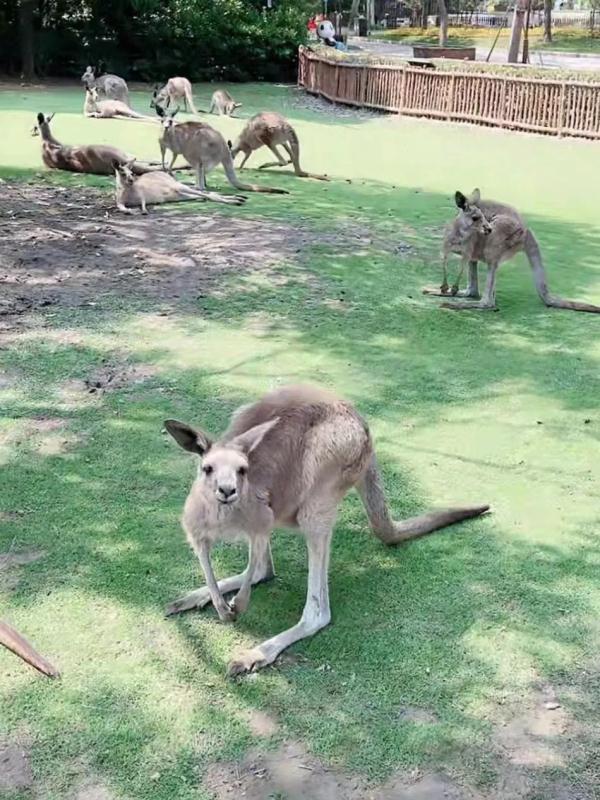 直播间里的动物园 | 300多名工作人员陪伴近万只动物