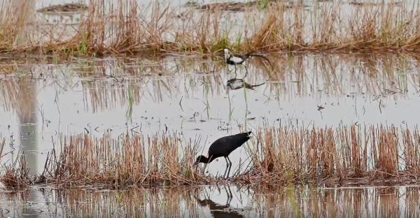 杭州一别墅外，每晚怪叫声不断！屋主：快半个月了…