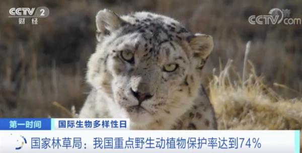 我国野生大熊猫有多少只？你猜猜再看答案……