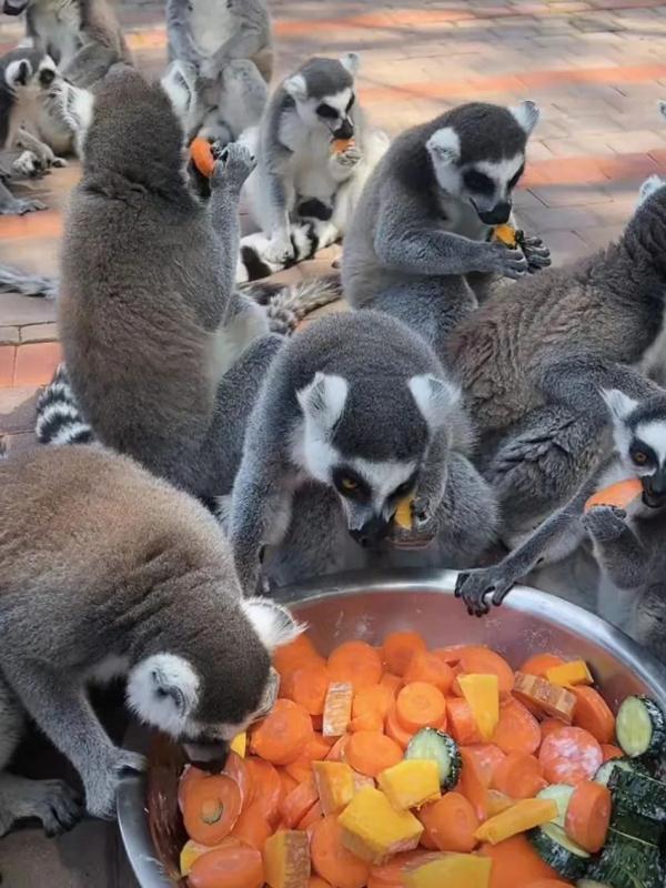 直播间里的动物园 | 300多名工作人员陪伴近万只动物